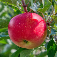 apple