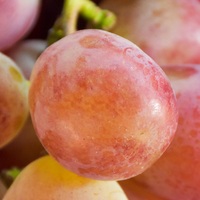 grape
