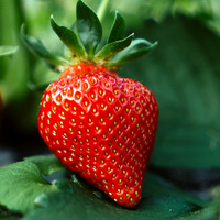 strawberry